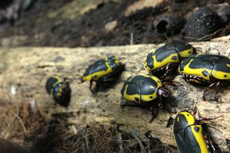 Yellow bugs at Chessington World of Adventures