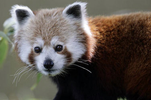 ZSL London Zoo expands C&I space