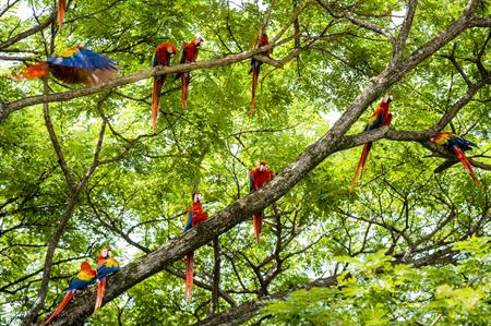 Parrots in Costa Rica - (non-singing variety) Image credit: iStock