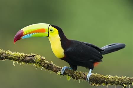 A toucan in the rainforests of Costa Rica
