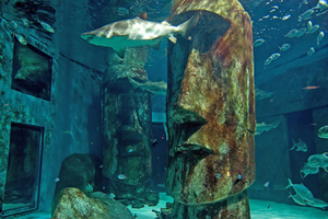 Shark at Sealife London Aquarium