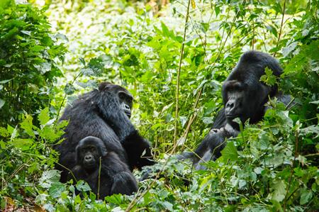 BI Worldwide will visit Gorillas in Rwanda, Africa to explore the destination's MICE appeal