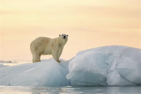 Polar bear, Svalbard, Norway (c. visitnorway.com)