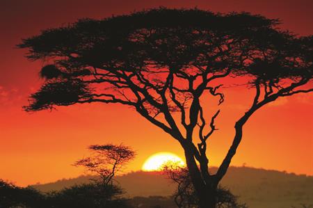 Serenity in the Serengeti