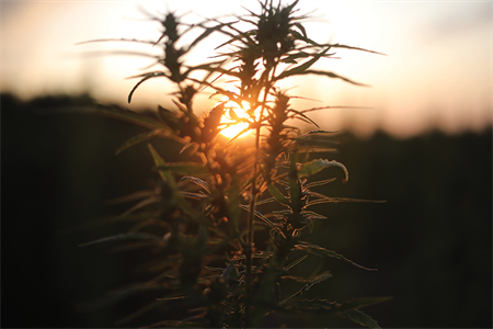 Case study: The incentive held in a cannabis field