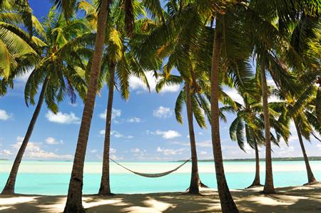Palm trees in Jamaica (Image @istock.com)