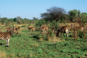 Scottish Life returns to South Africa for incentive
