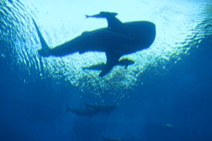 Atlantis, The Palm: urged to release whale shark