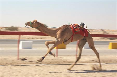 Camel racing, Qatar