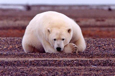 Climate change… Doubts over its existence melted along with Arctic ice (pic: Susanne Miller, US Fish and Wildlife Service)