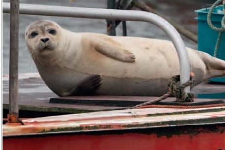 Floating platforms will provide resting places for seals