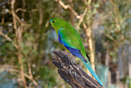 Orange-bellied parrots are critically endangered (pic credit: Andrea Innocenti/REDA and co./Universal Images Group via Getty Images)