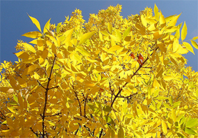 Ash trees: 30% of UK tree cover