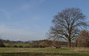 Green belt: small decrease in total area