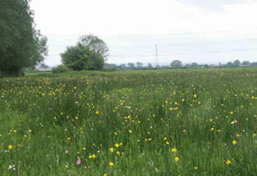 Nature sites: 22 organisations will share the funding