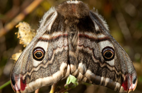 Habitats: review tests designated areas according to wildlife and landscape conservation purposes