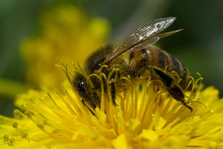 The RTPI is among several organisations calling for assurances from the forthcoming Environment Bill. Image: Flickr / Robert Kash