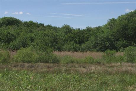Cothill Fen, Oxfordshire (Pic: Mick Crawley Geograph)