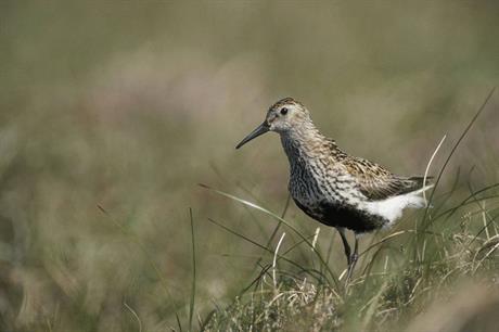 Wildlife: DCLG is consulting on changes to the Environmental Impact Assessment regime (image: rspb-images.com)