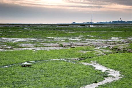 An algal bloom on the Solent shore - image: Julian Dodd