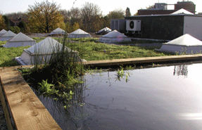 Living roof: insulation plus bird habitat
