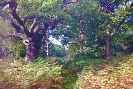 Epping Forest. Image by G Travels, Flickr