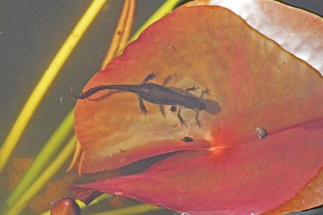 Biodiversity: mixed response to net gain plan