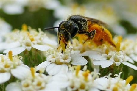 Biodiversity: Environment Bill intended to help reverse decline in wildlife