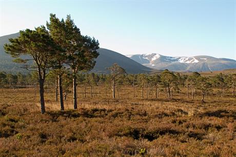 Cairngorms: artificial ski slope plans refused