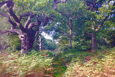 Epping Forest. Image by G Travels, Flickr