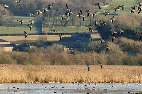 Ramsar site: observers point out that international treaties would still apply in event of Brexit (picture by Gidzy, Flickr)