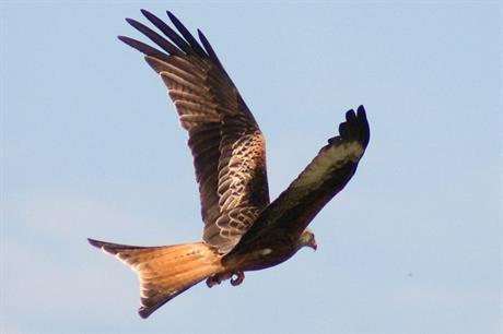 Red kites: concerns over wind farm impact (pic: Joe Pell via Flickr)