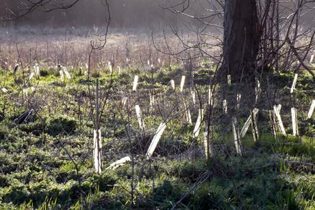 Trees: saplings included in definition, judge rules