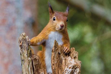 Wildlife: continued protection promised