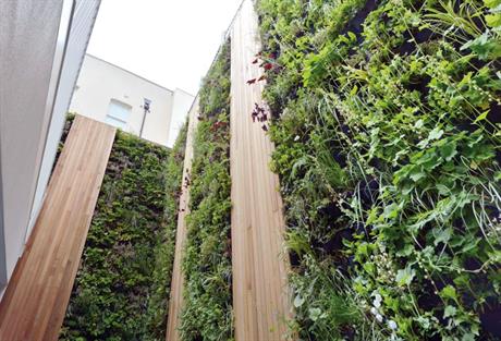 What role for green walls after Grenfell disaster? | HortWeek