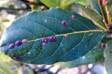 Scale insects: the most vulnerable stage of the life cycle needs to be targeted