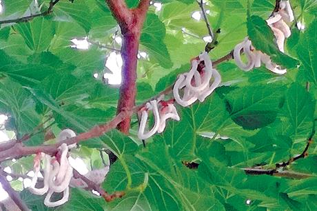 Takahashia japonica: cotton stringy scale insects' distinctive ovisacs could lower aesthetic value