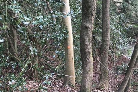 Forestry Commission celebrates a decade since making fundamental changes in plant health response after ash dieback crisis