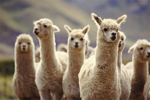 Atlas Renewable Energy expects to invest $500 million in the 417MW Alpaca portfolio of wind farms (pic credit: Don Mason/Getty Images)