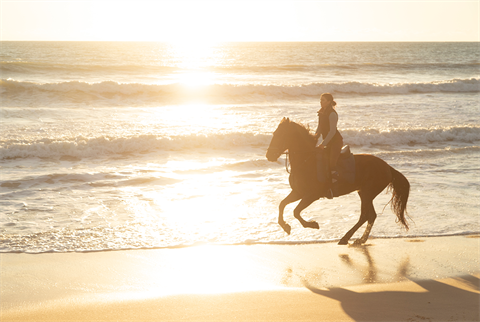Andalusia, known for its horses around the world, is increasingly attracting interest from offshore wind developers (pic credit: Westend61/Getty Images)