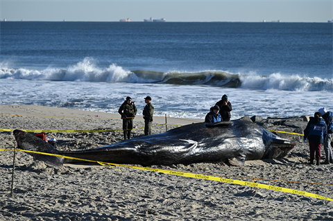 Seven dead whales have washed up on the New Jersey-New York coastline since early December (pic credit: Bryan Bedder/Getty Images)