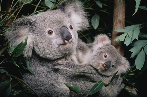 Activists fear endangered species like koalas could be harmed when vegetation is cleared to make room for the wind farm (pic credit: John Giustina/Getty Images)