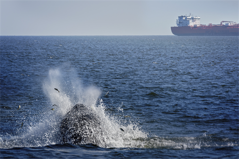 A whale breaching and feeding off the coast of New Jersey (pic credit: Vicki Jauron, Babylon and Beyond Photography/Getty Images)