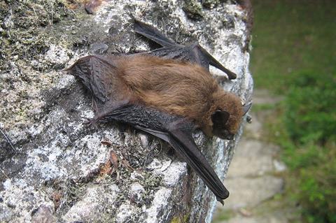 Wind turbines 'attract' EU-protected bats