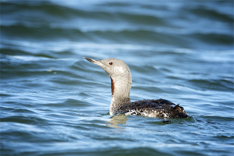 A single red-throated diver swimming in the sea (pic credit: Trudie Davidson/Getty Images)