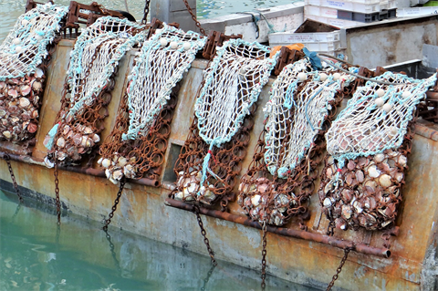 Iberdrola plans French offshore wind build around fishing