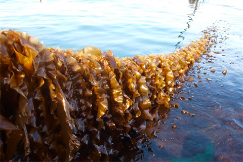 Blue mussels, sugar kelp, sea lettuce and dulse will be grown on lines at Kriegers Flak (Credit: Teis Boderskov) 