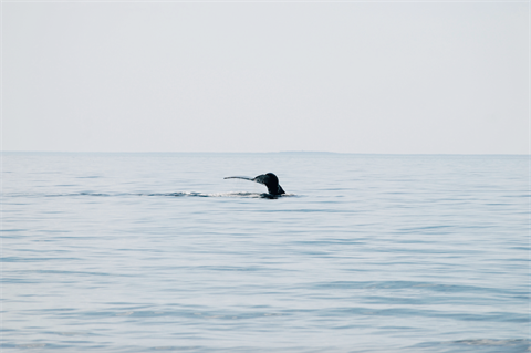 A North Atlantic right whale off Cape Cod, Massachusetts (pic credit: korinoxe/Getty Images)