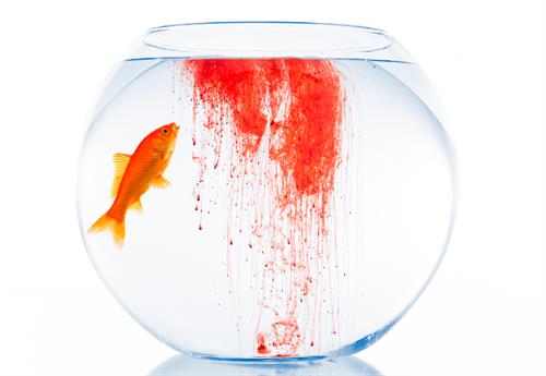 Getty Images goldfish in dirty bowl