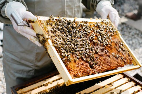 Business recovery tips from bees